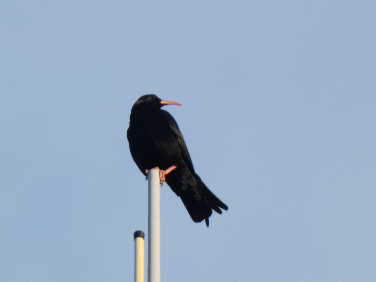 Belatxinga mokogorria - ML516783981