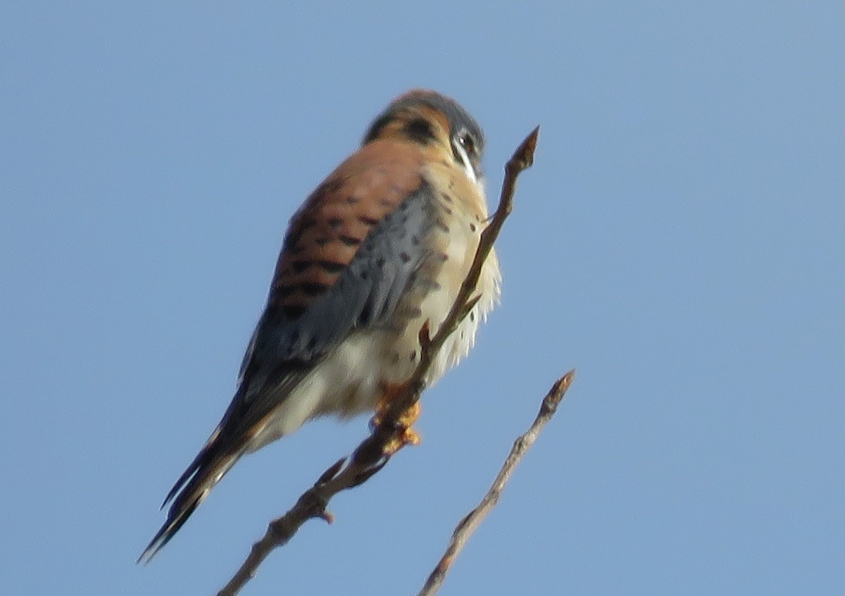 American Kestrel - Robert Bochenek