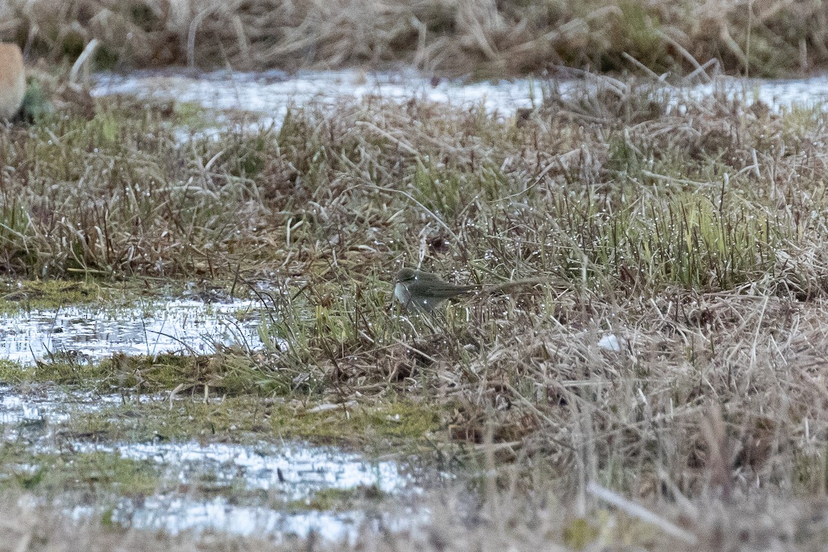 Arctic Warbler - Evan Buck