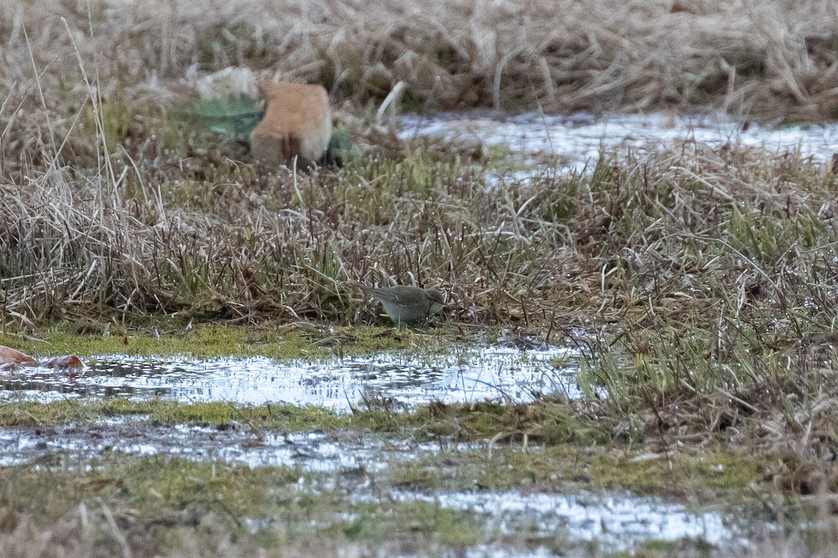 Mosquitero Boreal - ML516787441