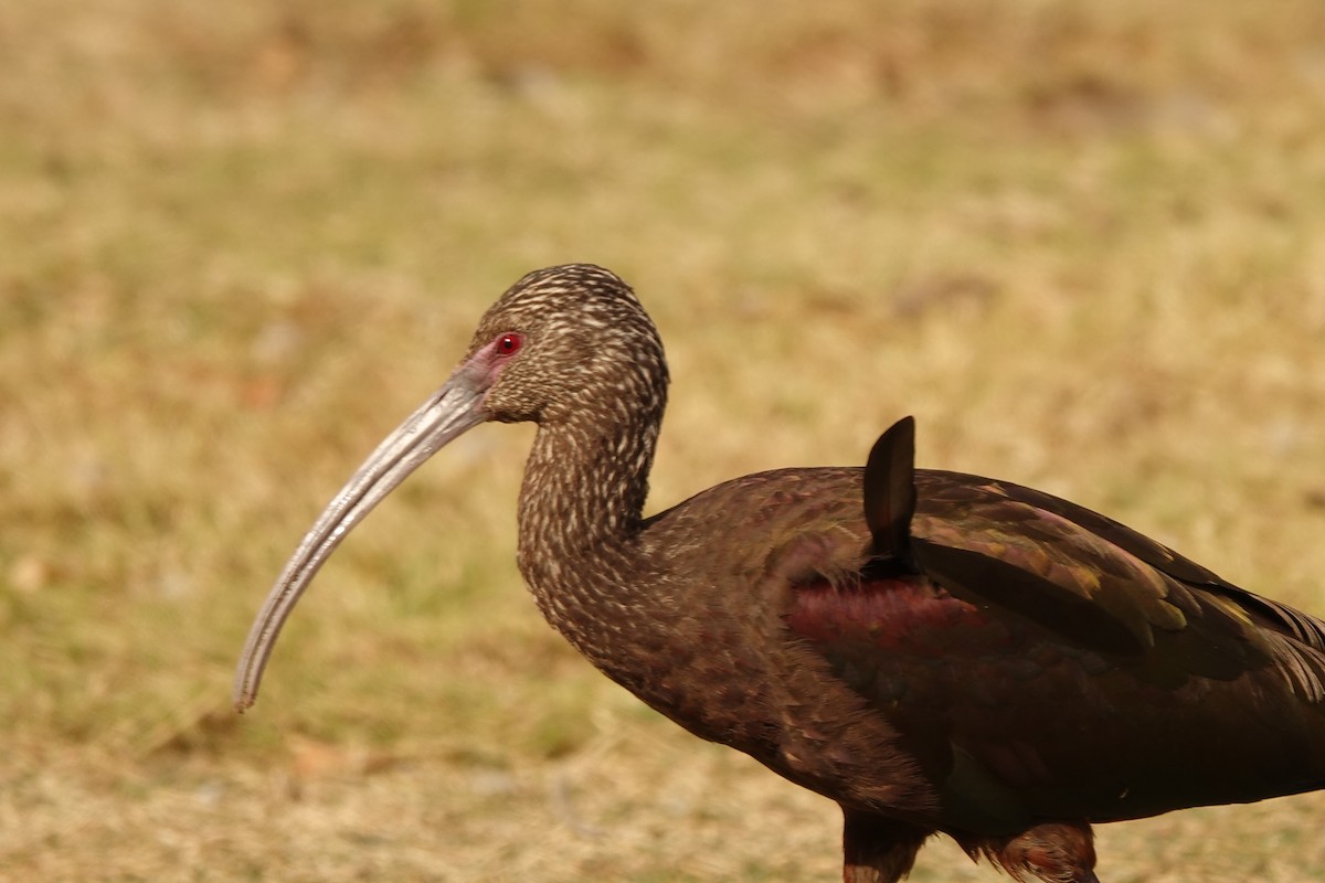 ibis americký - ML516788281
