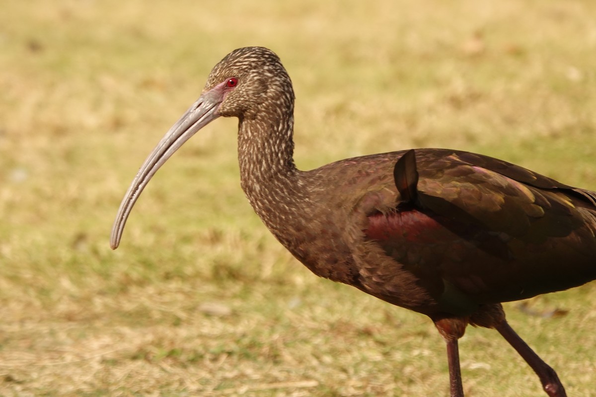 ibis americký - ML516788291