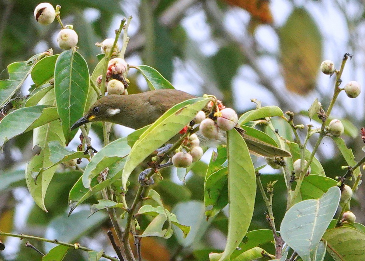 Scrub Honeyeater - jerry pruett