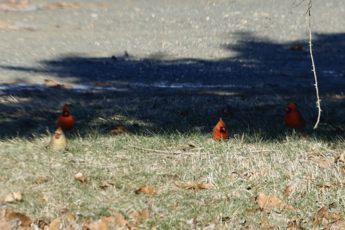 Northern Cardinal - Daniel Morton