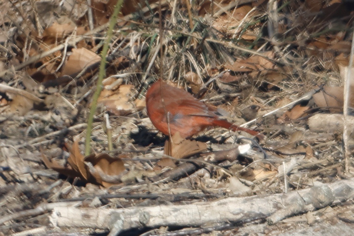 Northern Cardinal - ML516792681