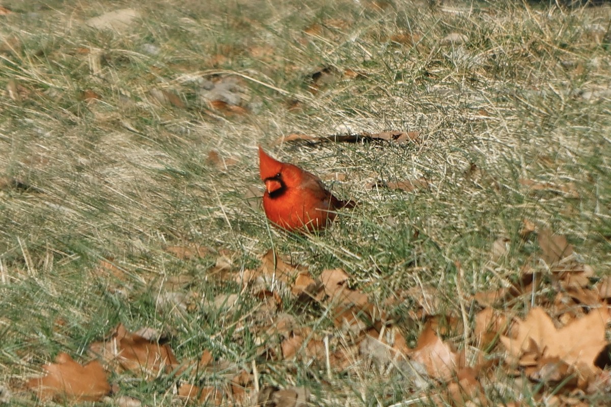 Cardinal rouge - ML516792691