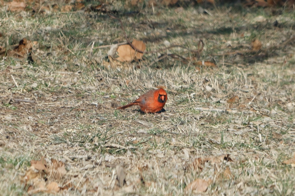 Northern Cardinal - ML516792701