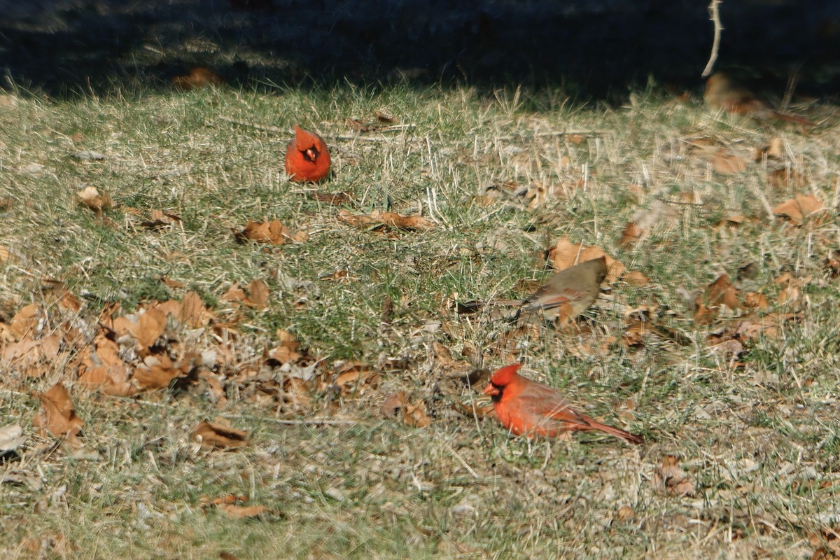 Northern Cardinal - ML516792711