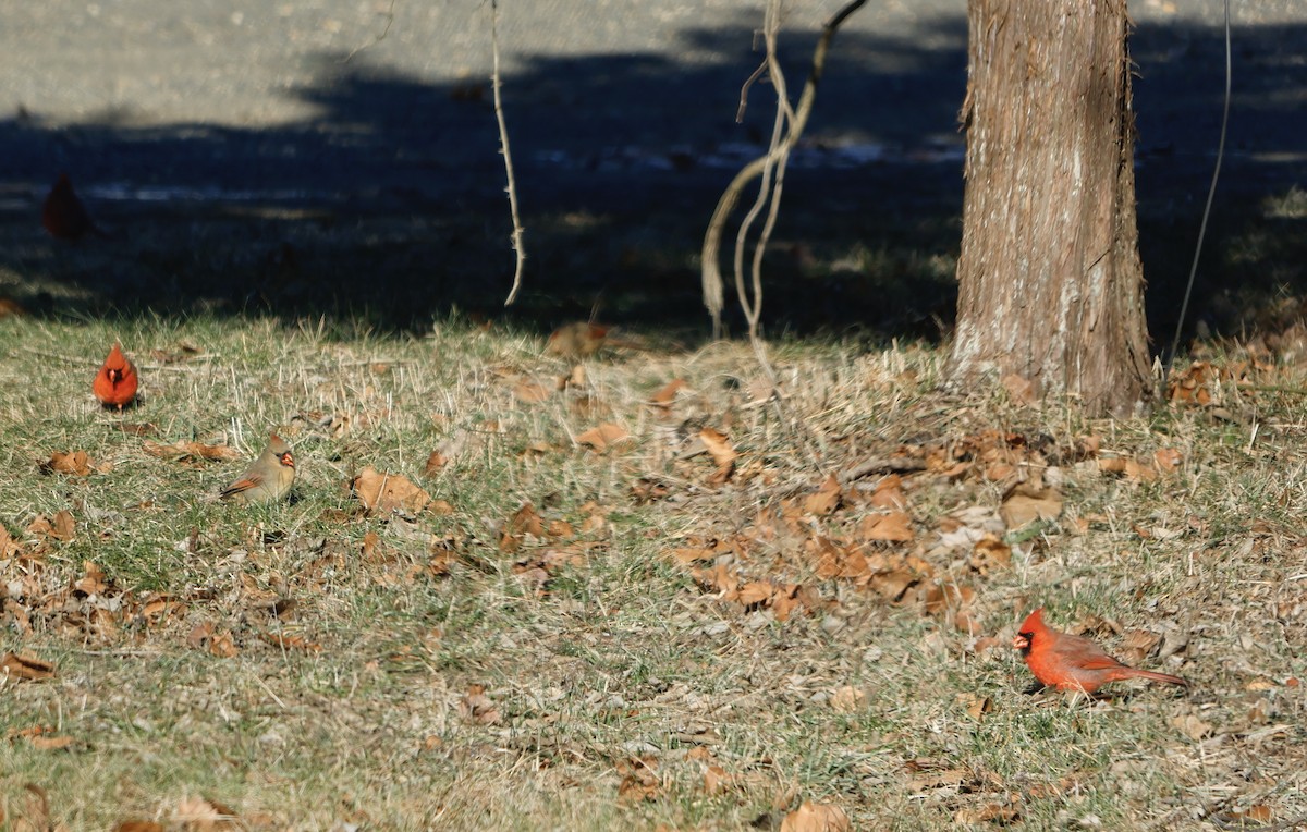 Northern Cardinal - ML516792721