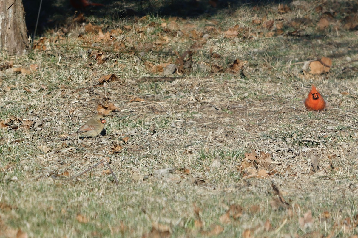 Northern Cardinal - ML516792731