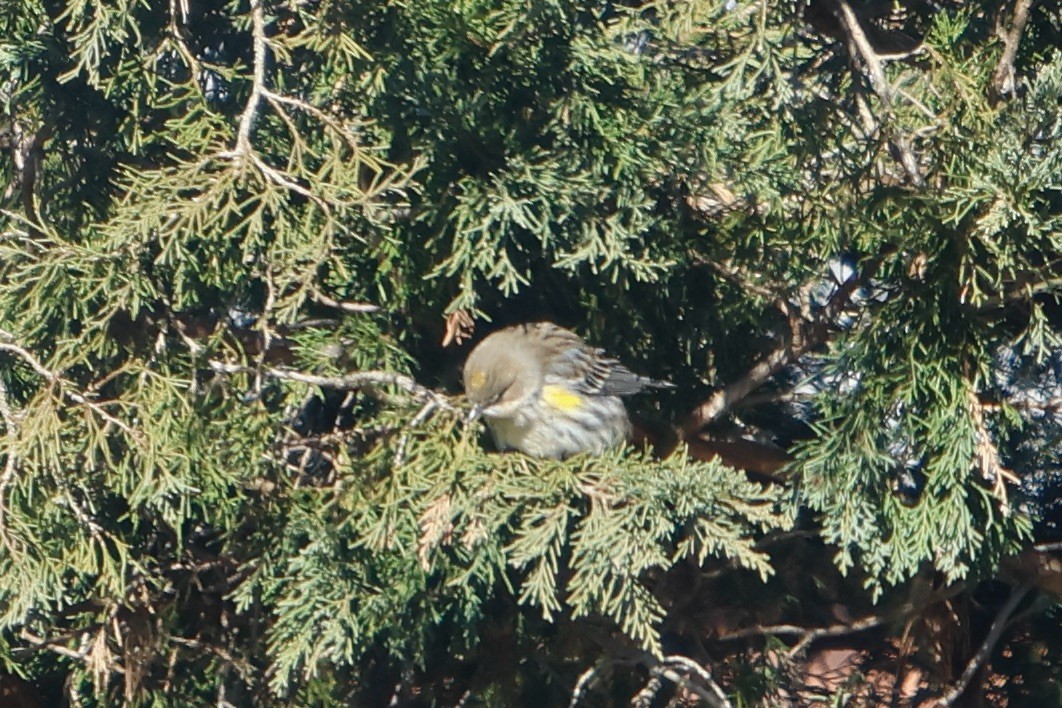 Yellow-rumped Warbler - ML516792751