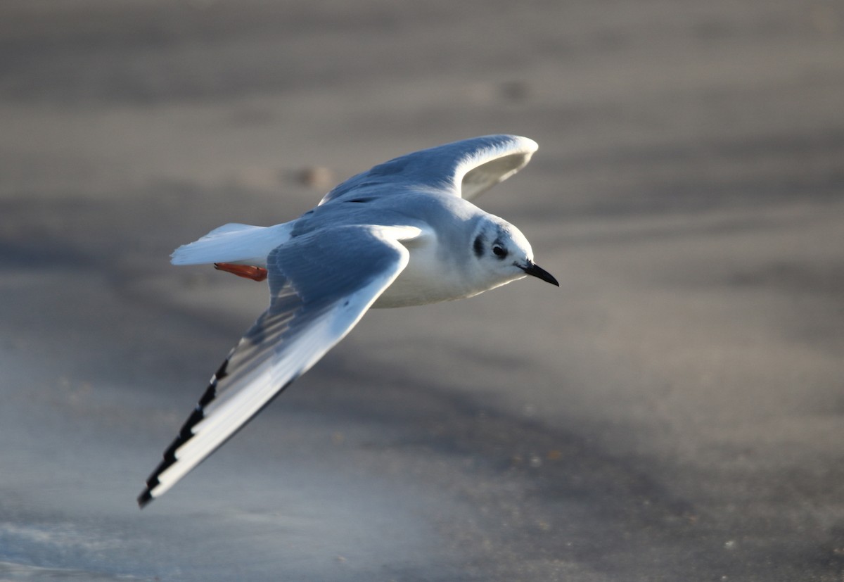 Bonaparte's Gull - H. Resit Akçakaya