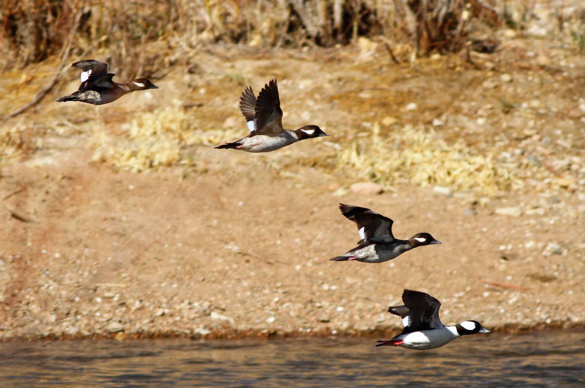 Bufflehead - ML51679391