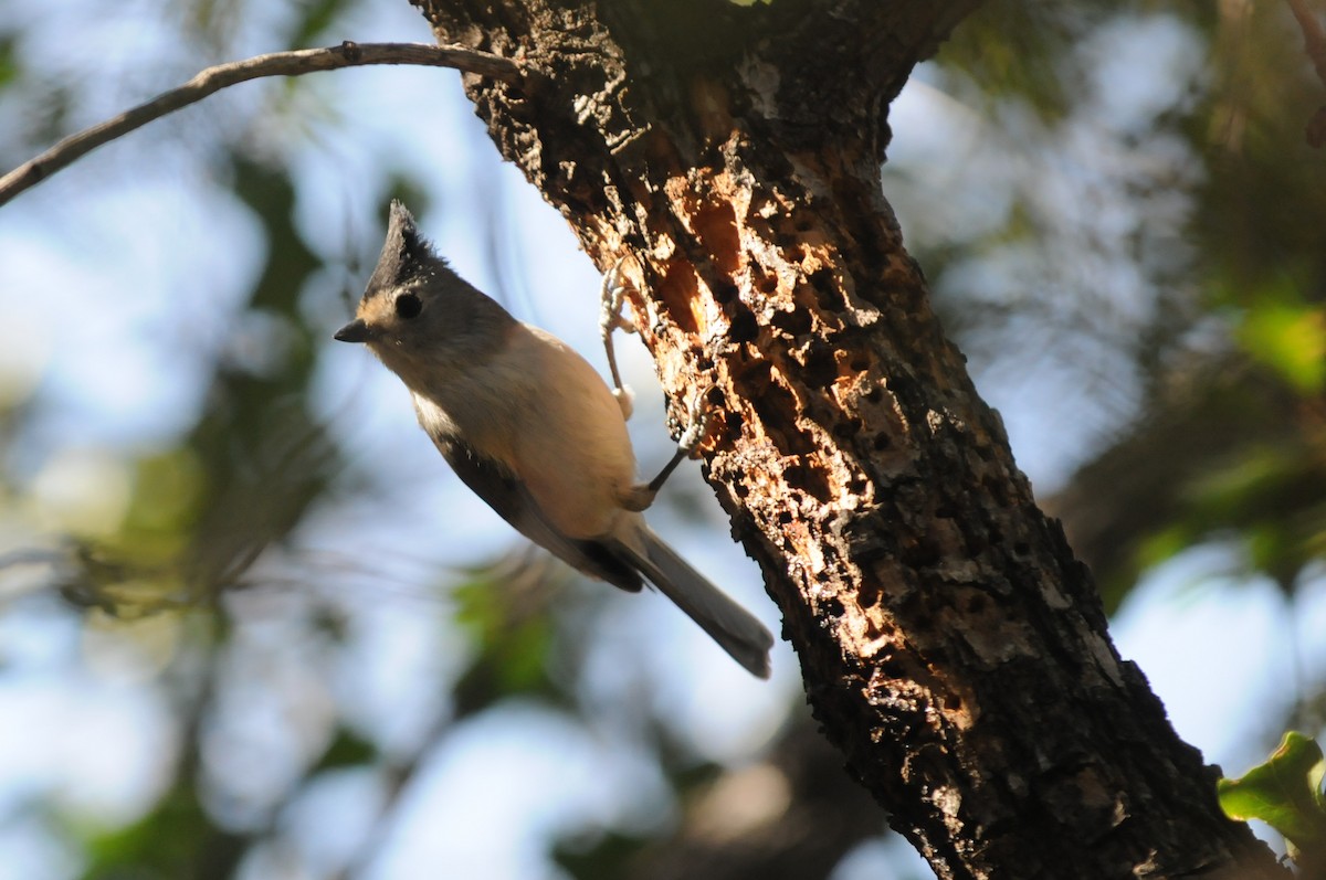 Black-crested Titmouse - ML516795201