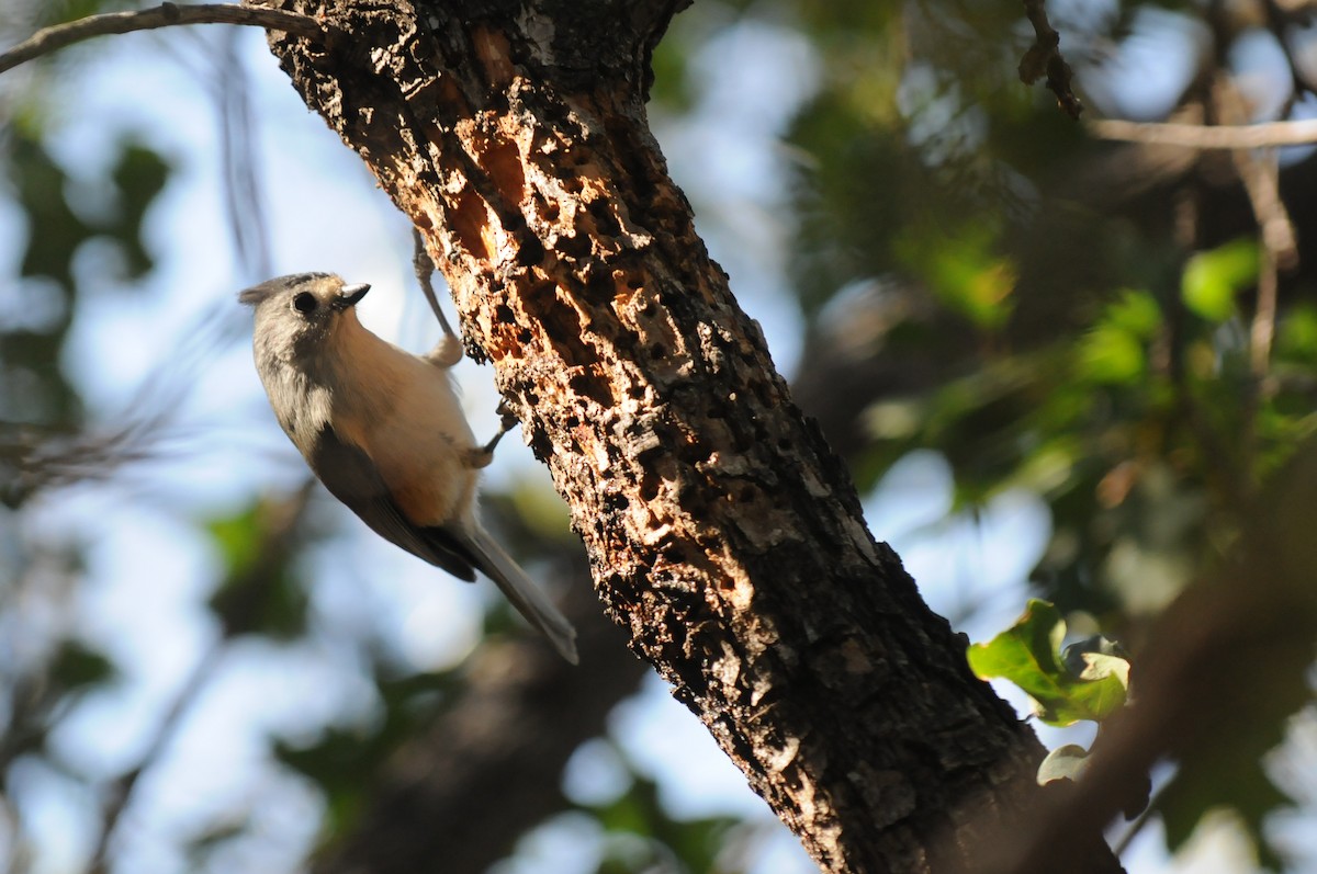 Black-crested Titmouse - ML516795251