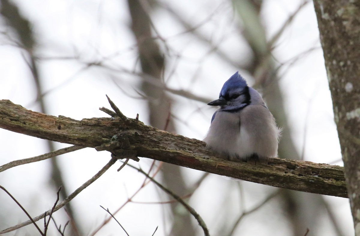 Blue Jay - ML516795461