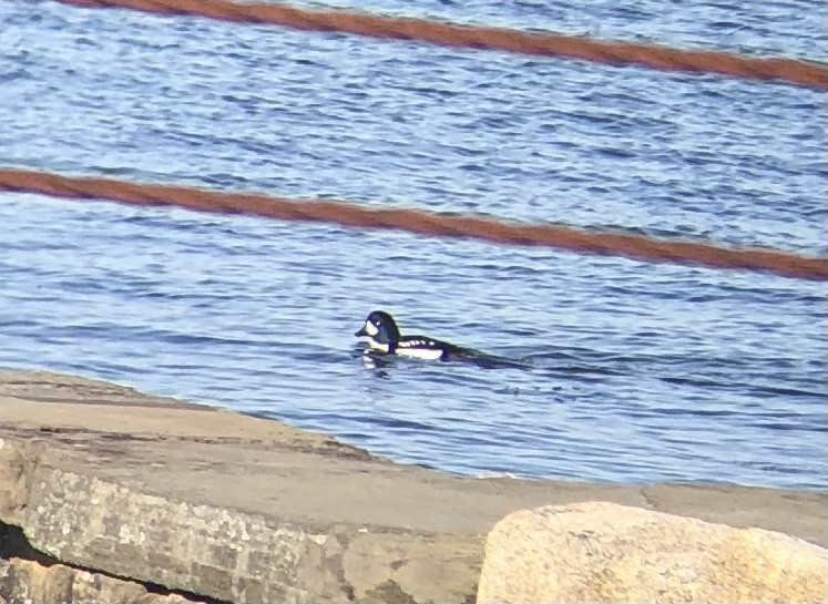 Barrow's Goldeneye - ML516796721
