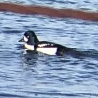 Barrow's Goldeneye - ML516796731