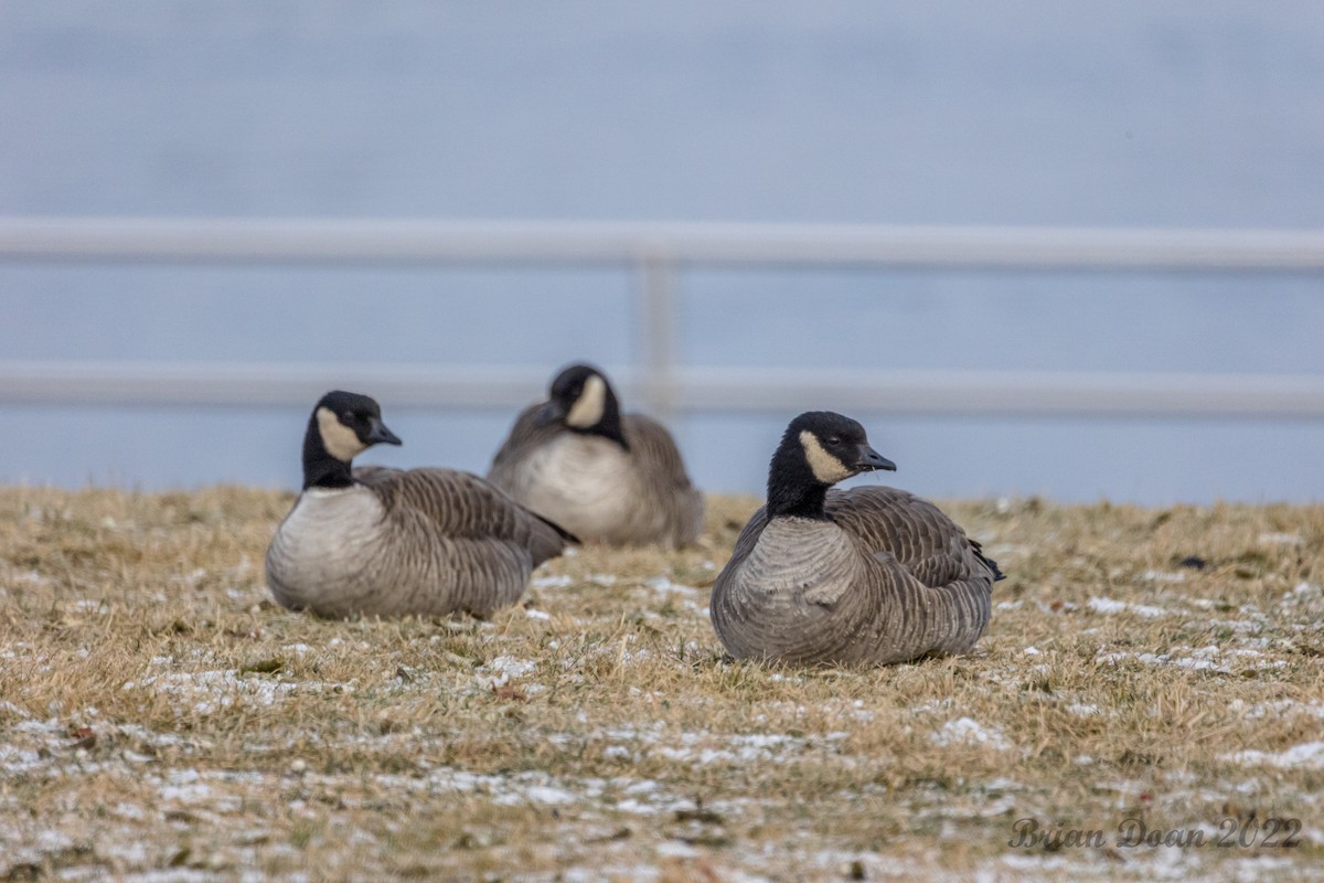 Cackling Goose - ML516796761