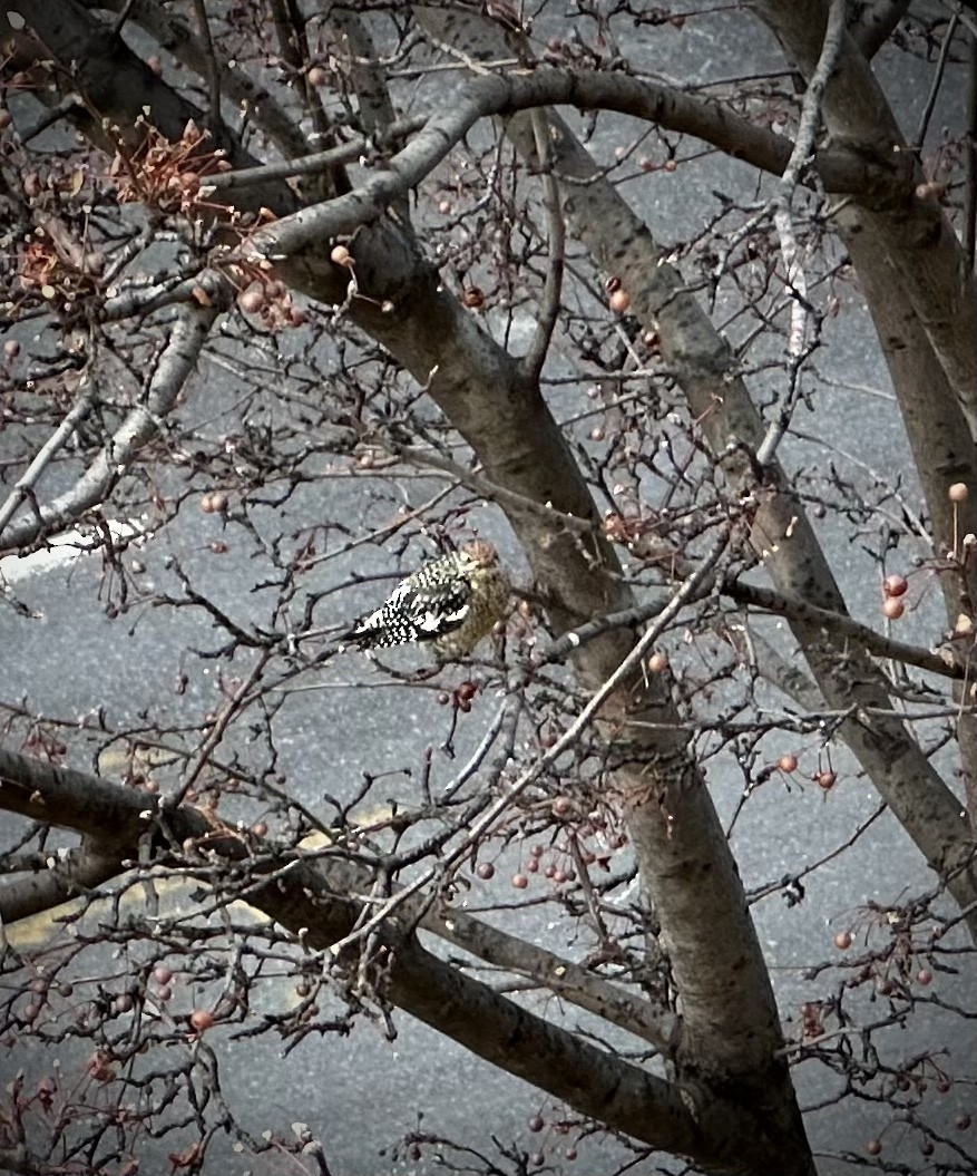 Yellow-bellied Sapsucker - Notrab Elliott