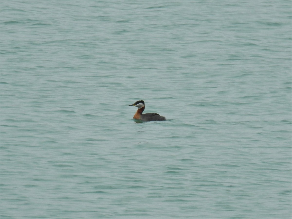 Red-necked Grebe - Allison Zhang