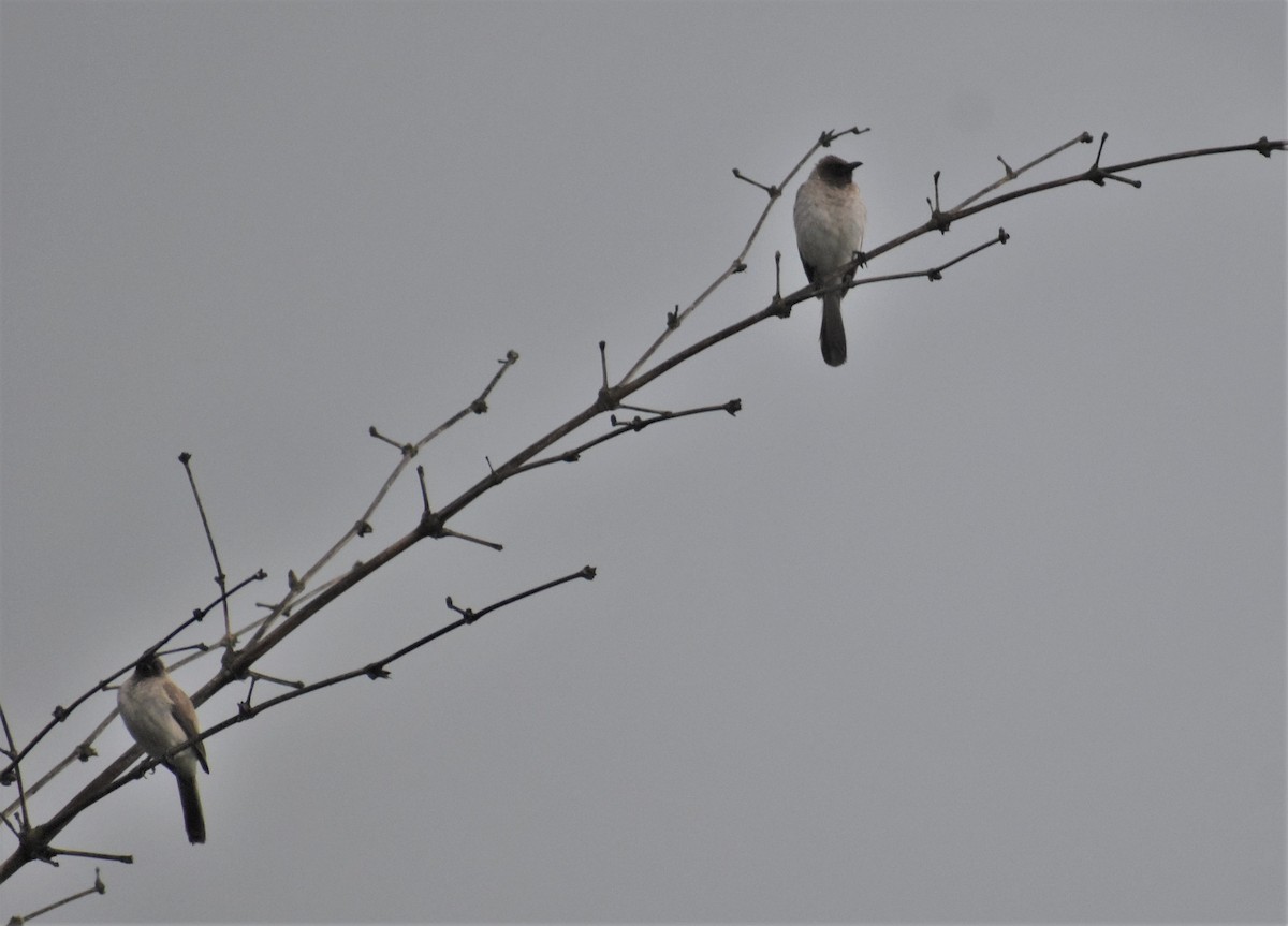 Common Bulbul - ML516797951