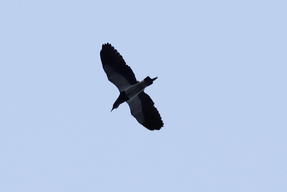 Southern Lapwing - ML516798501