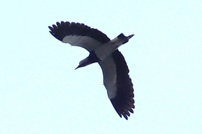 Southern Lapwing - ML516798511