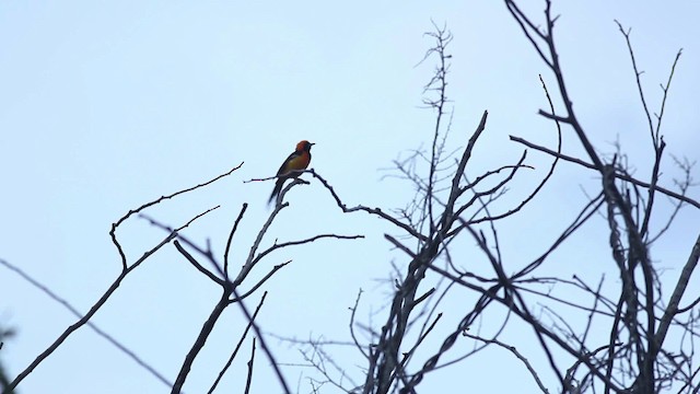 Hooded Oriole (igneus) - ML516799