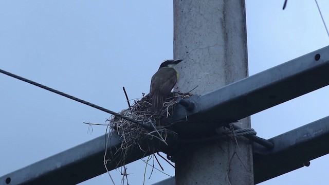 Boat-billed Flycatcher (Northern) - ML516800