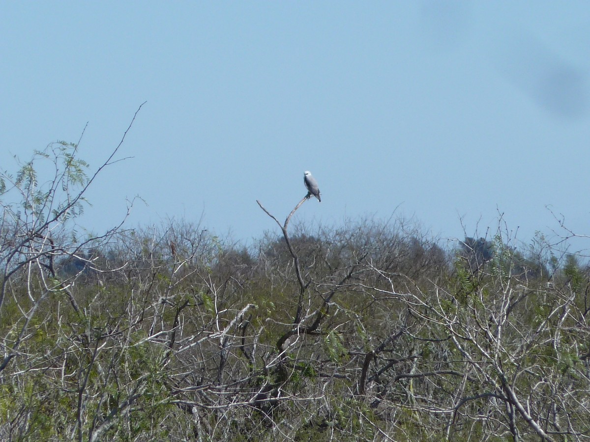 White-tailed Hawk - ML516800001