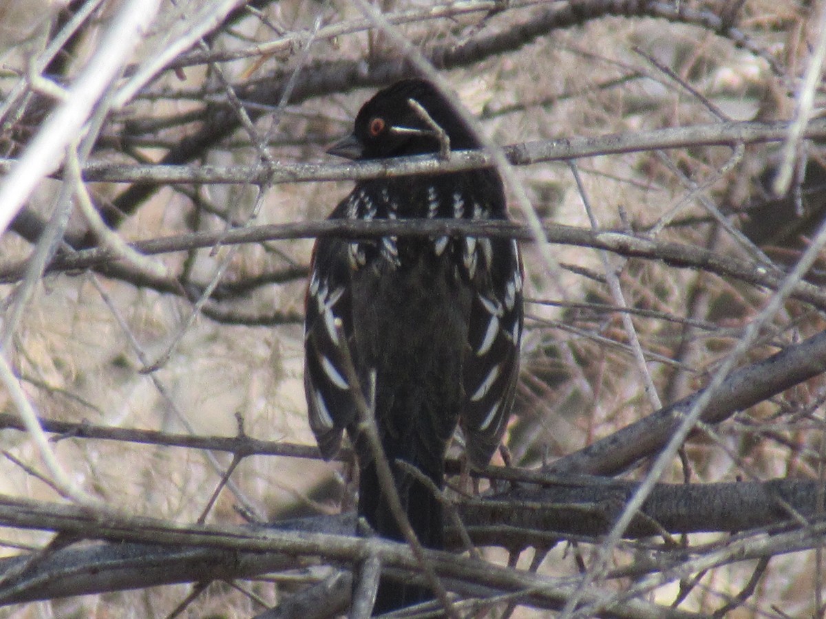 Spotted Towhee - ML516800461