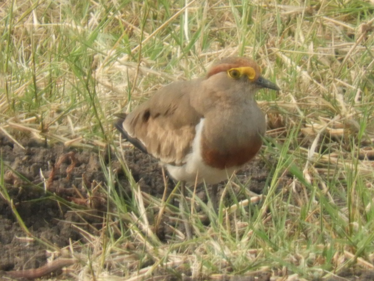 Brown-chested Lapwing - ML516801311