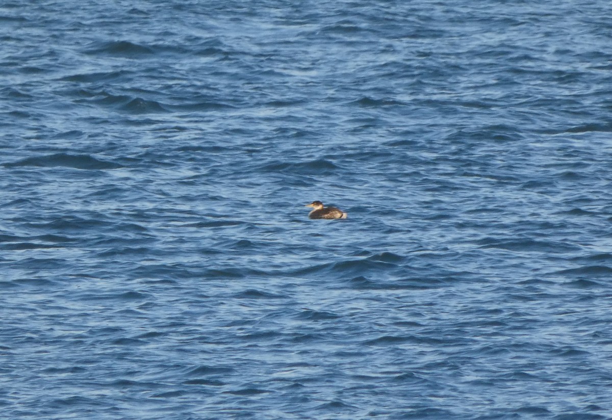 Red-necked Grebe - ML516802211