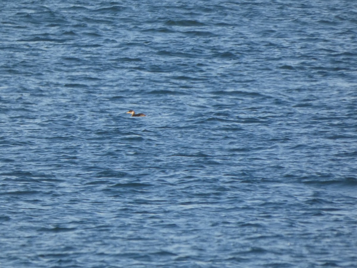 Red-necked Grebe - ML516802221