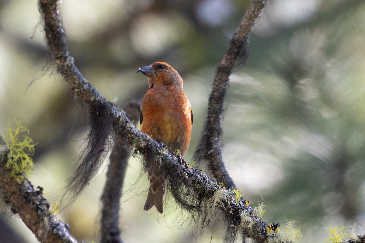 Red Crossbill - ML516802621