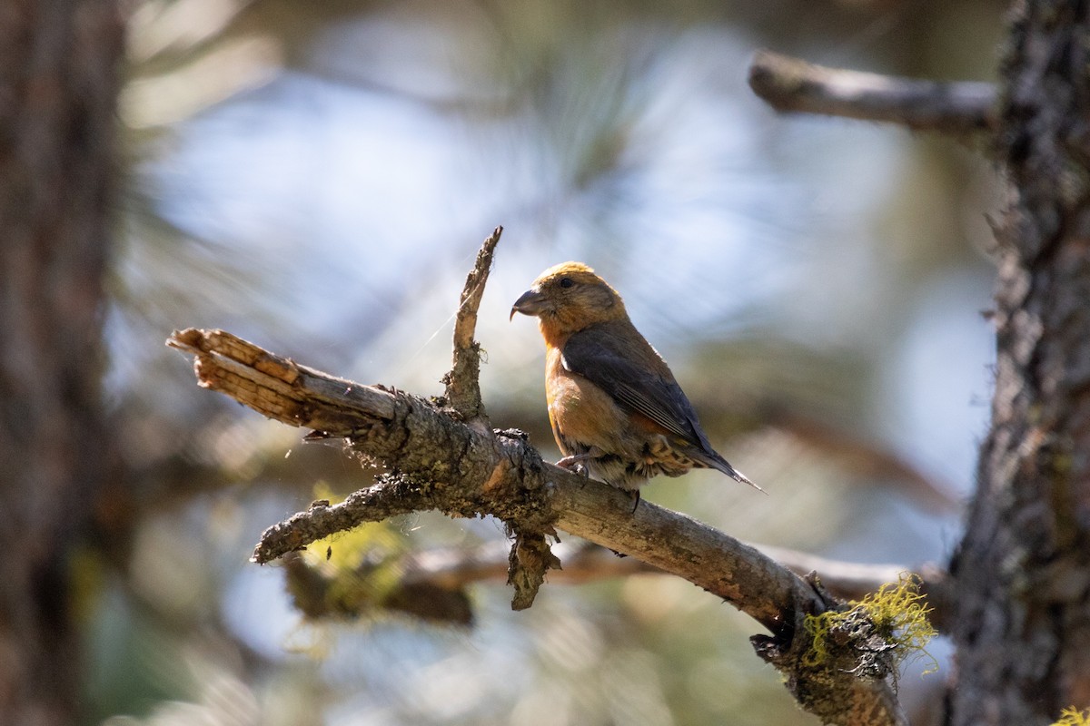 Red Crossbill - ML516802651