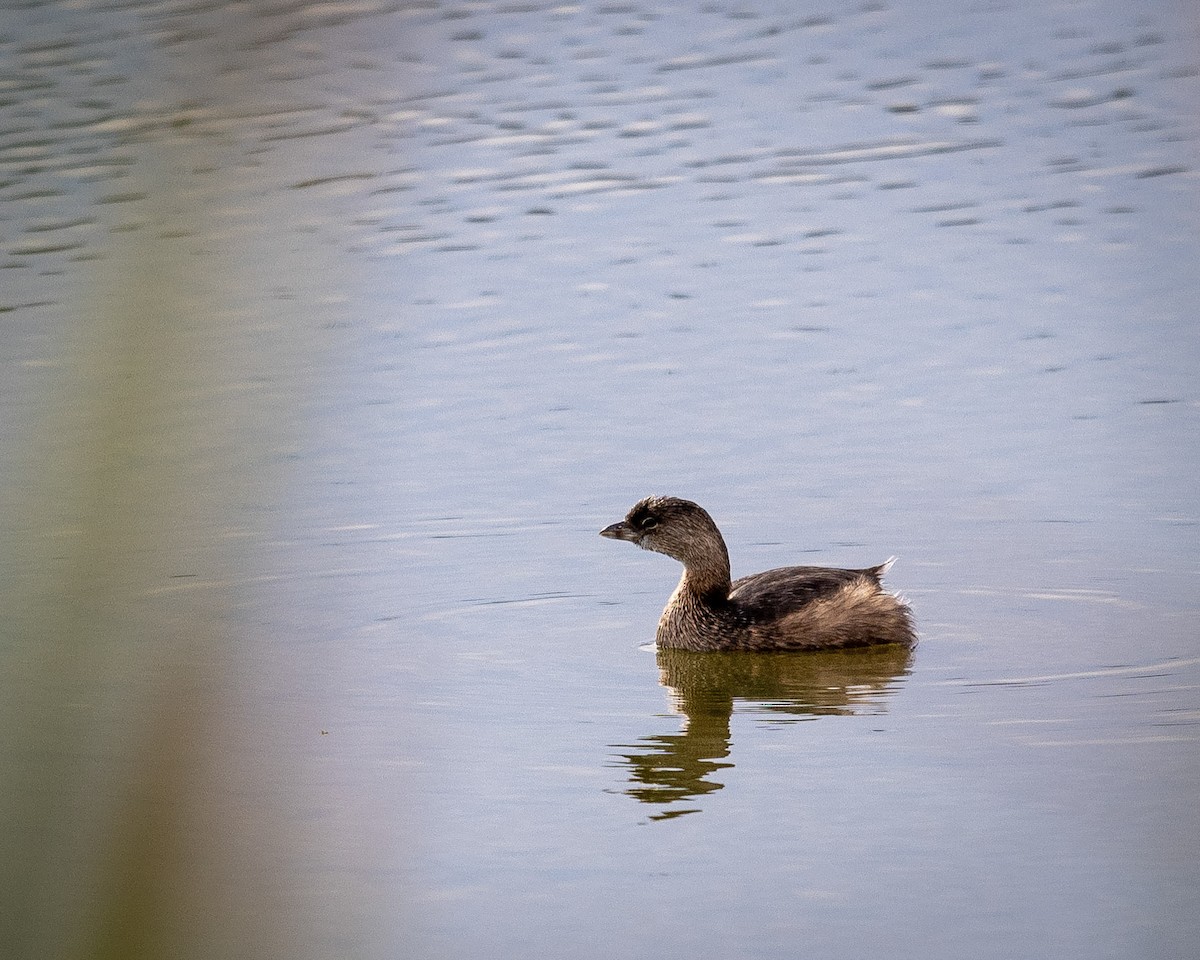 Pied-billed Grebe - ML516802951