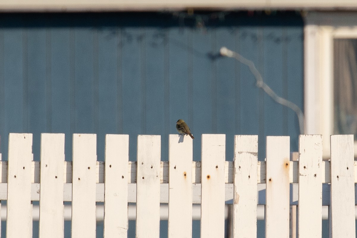 Yellow-bellied Flycatcher - ML516803211