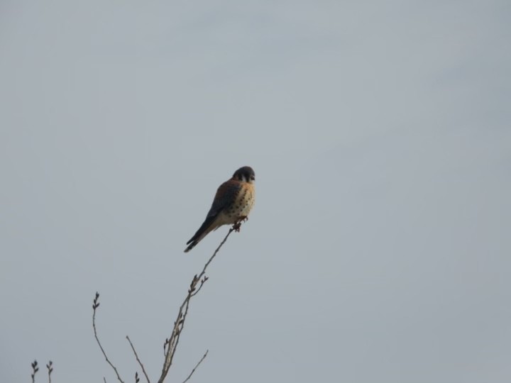 American Kestrel - ML516805041