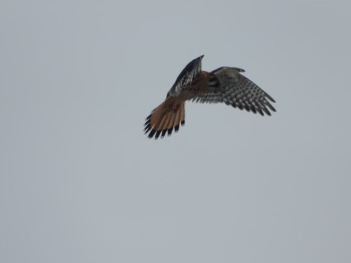 American Kestrel - ML516805051