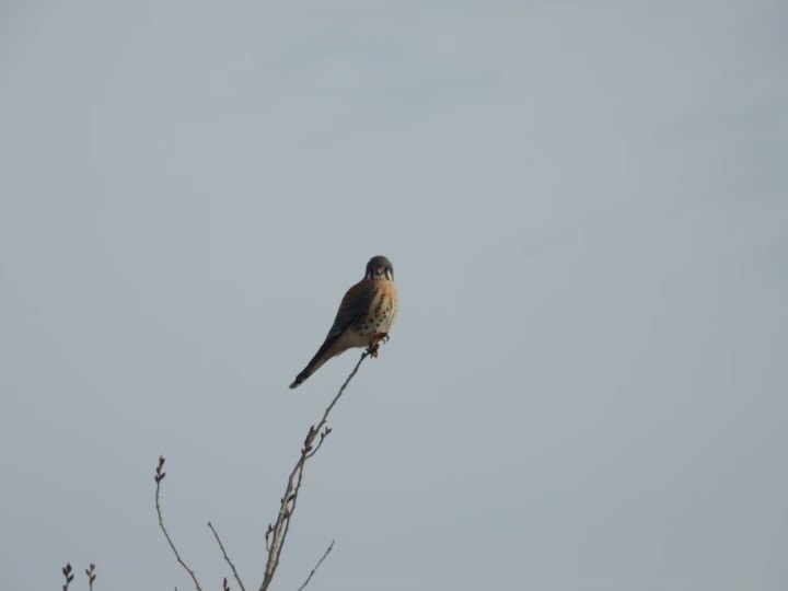 American Kestrel - ML516805061