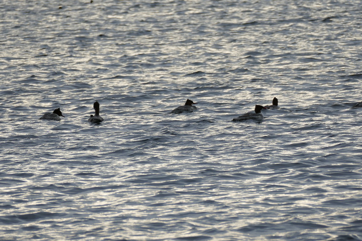 Common Merganser - ML516805101