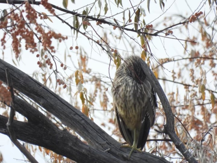 Black-crowned Night Heron - ML516805411