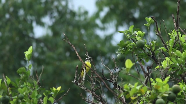 båtnebbtyrann (mexicanus gr.) - ML516807