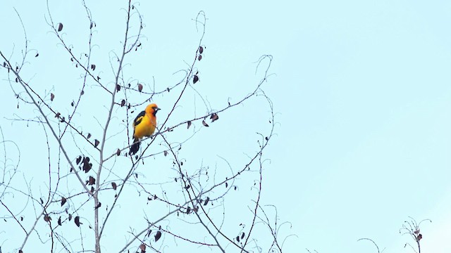 Oriole à gros bec - ML516809