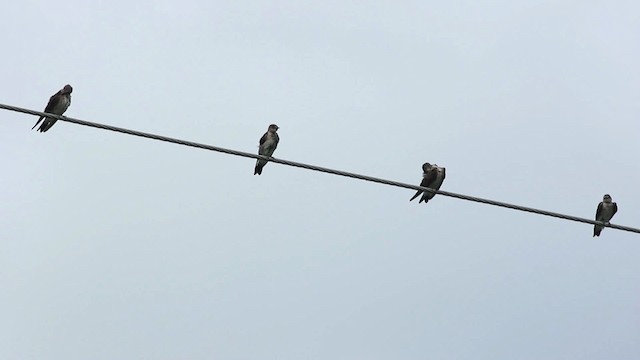 Golondrina Aserrada (ridgwayi) - ML516810