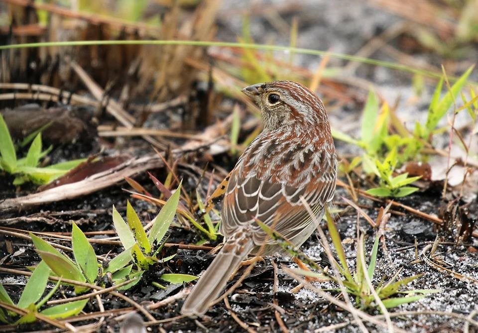 Bachman's Sparrow - ML516810161