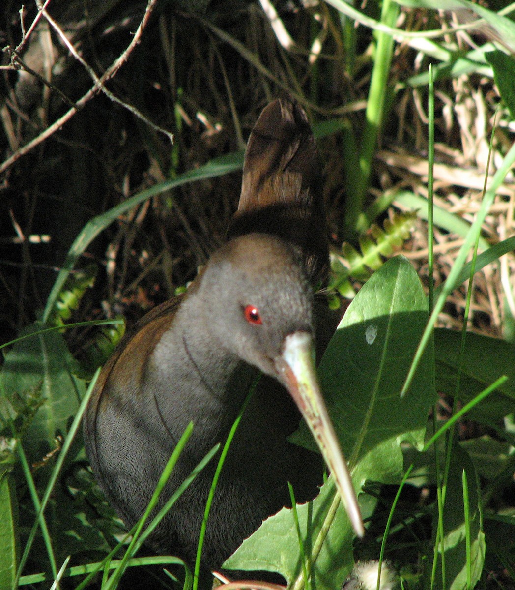 Plumbeous Rail - ML516810421