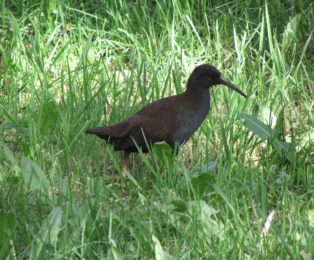 Plumbeous Rail - ML516810451